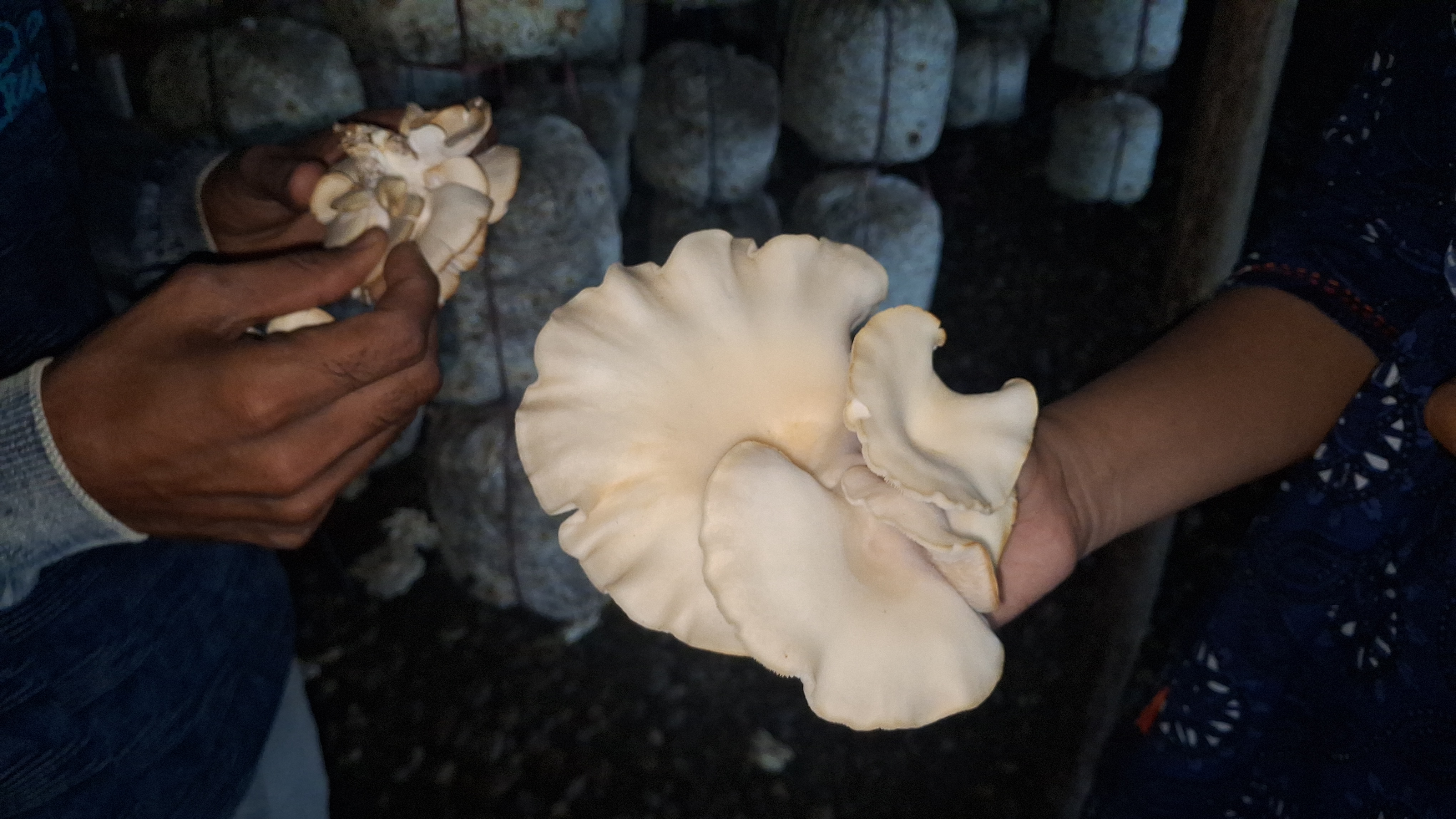 ખેતીનો વ્યવસાય સૌથી વધુ ઉમદા, કૃષિ ક્ષેત્ર યુવાનોનું ભવિષ્ય છે: જતીનભાઈ સોલંકી