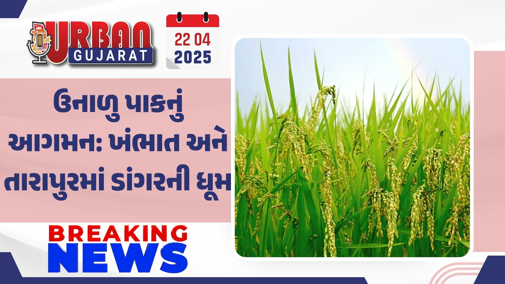 ઉનાળુ પાકનું આગમન: ખંભાત અને તારાપુરમાં ડાંગરની ધૂમ