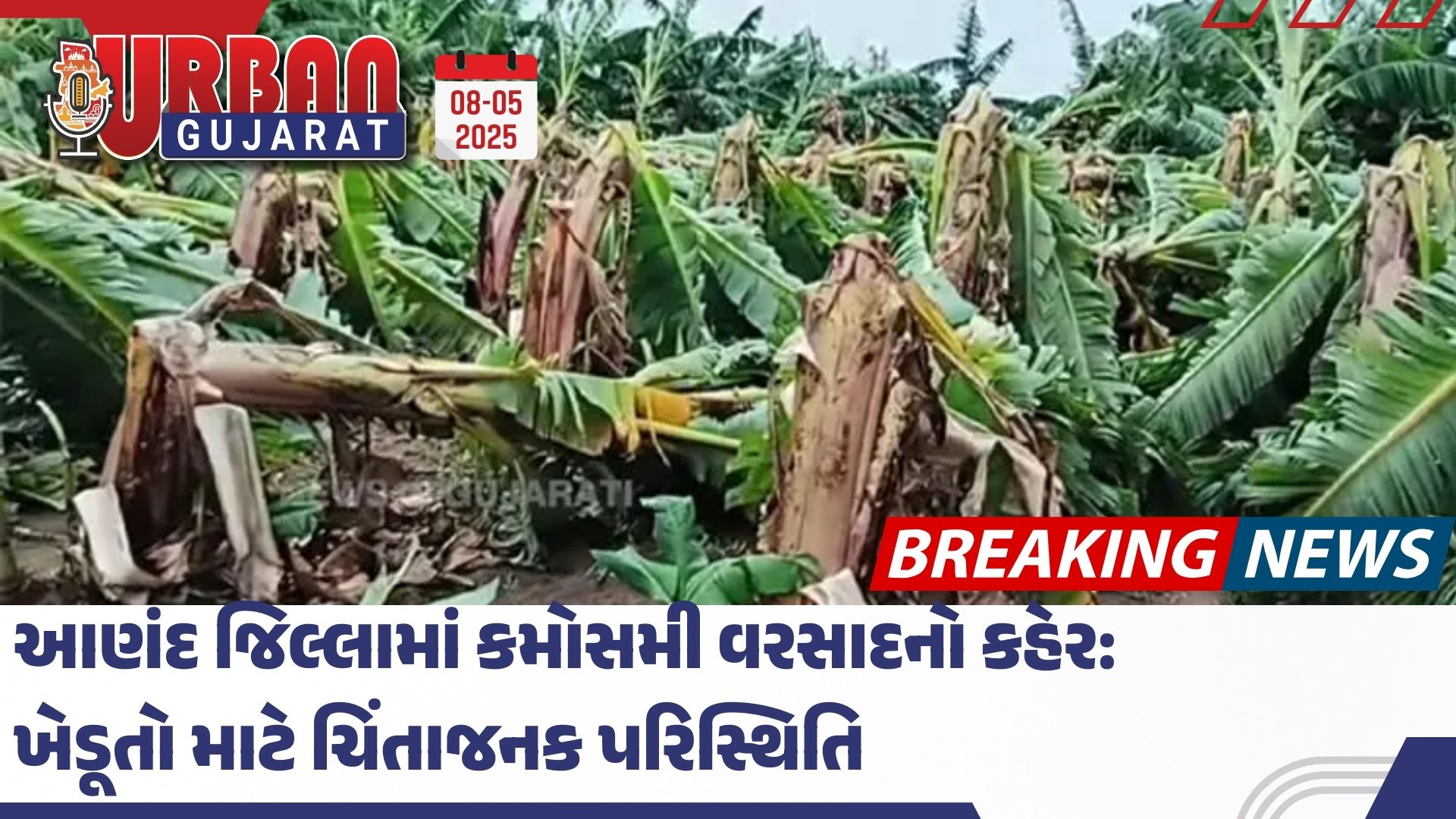 આણંદ જિલ્લામાં કમોસમી વરસાદનો કહેર: ખેડૂતો માટે ચિંતાજનક પરિસ્થિતિ