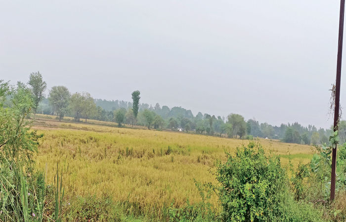 ચરોતરમાં હજૂ ચાર દિવસ યલો એલર્ટ : ખેડૂતોની ચિંતામાં વધારો