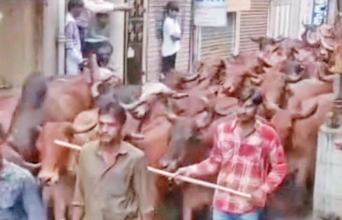 ડાકોર મંદિરમાં પરંપરાગત ગોપાષ્ટમી ઉત્સવની ઉલ્લાસપૂર્વક ઉજવણી કરાઇ