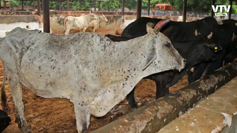 ગુજરાતમાં લમ્પીનો કહેર, 300 પશુ સંક્રમિત