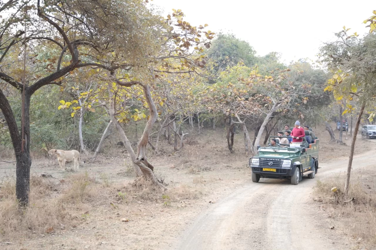 મુખ્યમંત્રી શ્રી ભૂપેન્દ્ર પટેલે આજે વહેલી સવારે સાસણ ગીરમાં જંગલ સફારીનો નજારો માણ્યો