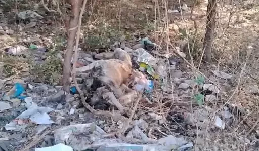 વિદ્યાનગરના વિનુકાકા માર્ગ પર અડધો કિમી સુધી કચરાના ઢગ, રહીશો પરેશાન.
