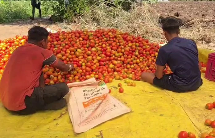 પસીનો એળે ગયો: ટામેટા ઉતારવાની મજૂરી પણ નથી નીકળતી, છોટાઉદેપુરમાં ખેડૂતો પાક ઉખેડવા મજબૂર