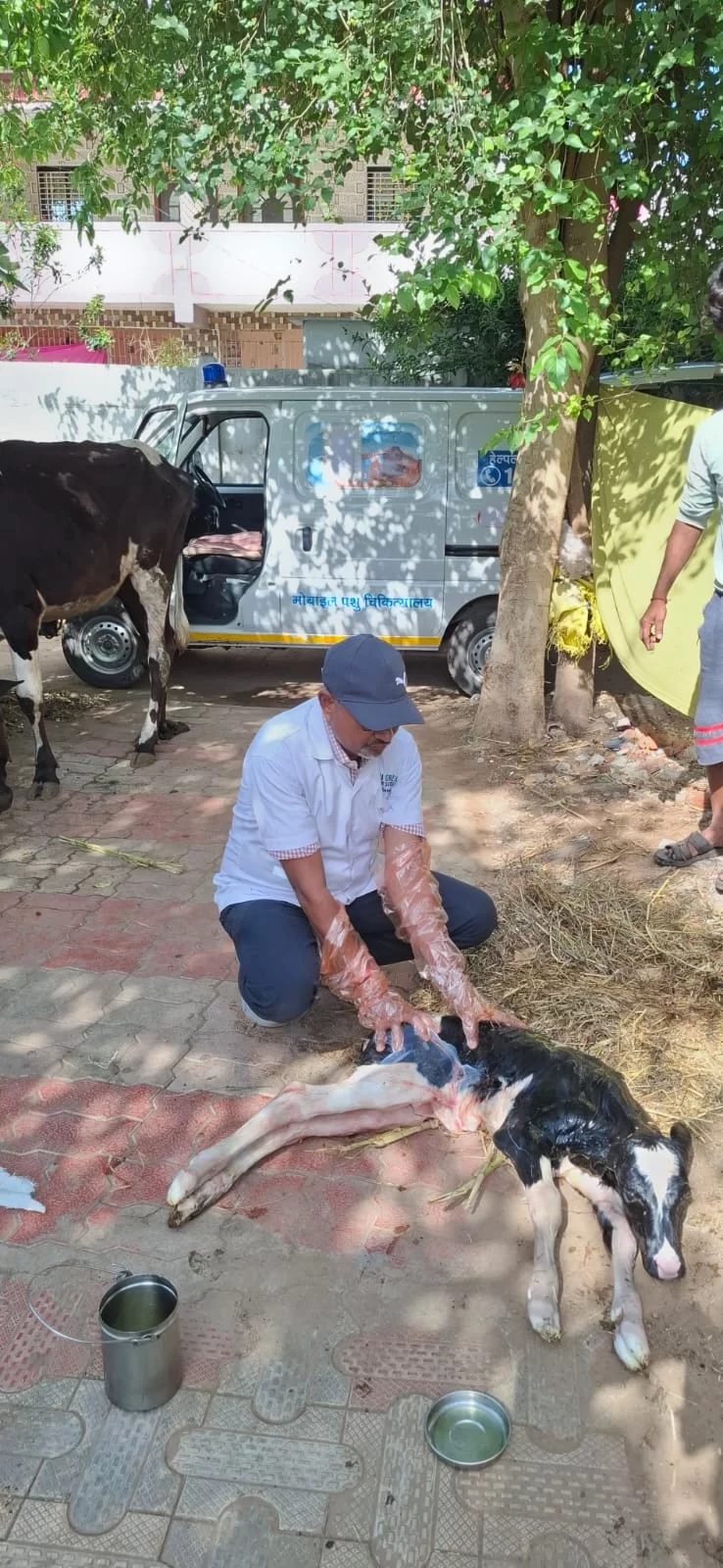 એક કોલ અને સારવાર તૈયાર: ૧૯૬૨ હેલ્પલાઈનથી પશુપાલકોને સહારો