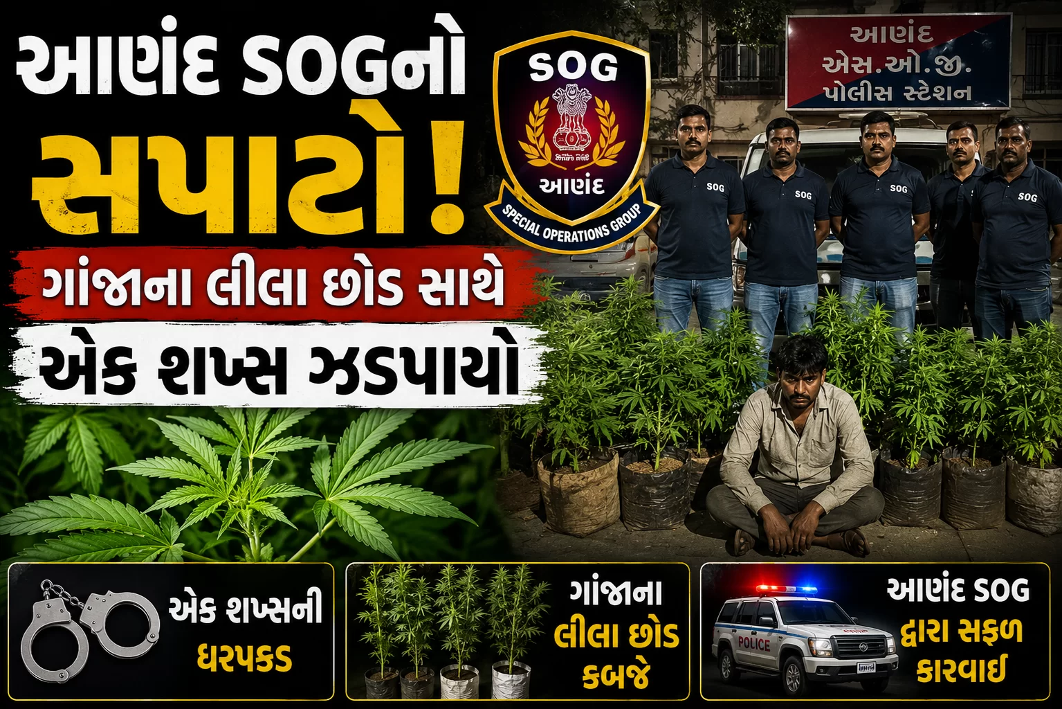 આણંદ SOGનો સપાટો, ગાંજાના લીલા છોડ સાથે એક શખ્સ ઝડપાયો